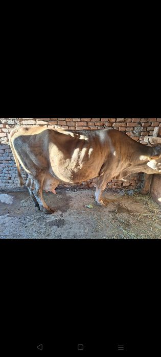 Vând vând Vacă de lapte vacă gestanta în 5 luni