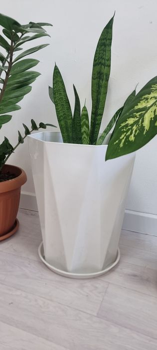 Диффенбахия в стильном белом горшке