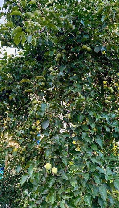 Продам дачу магазин Самал