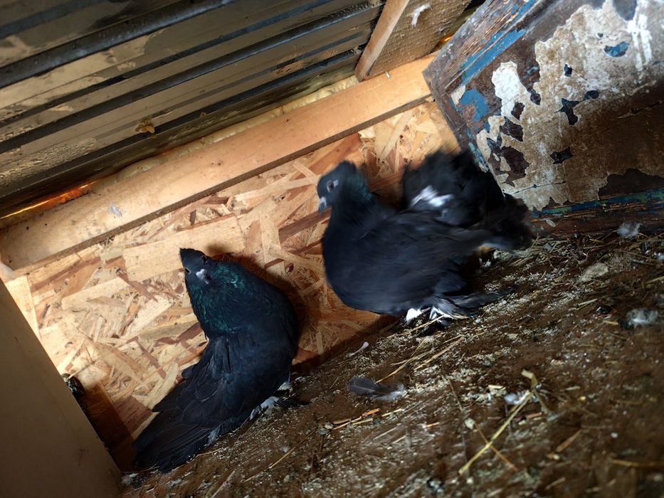 Porumbei de ornament