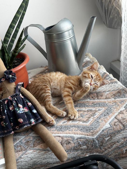 Отдам котенка в добрые руки