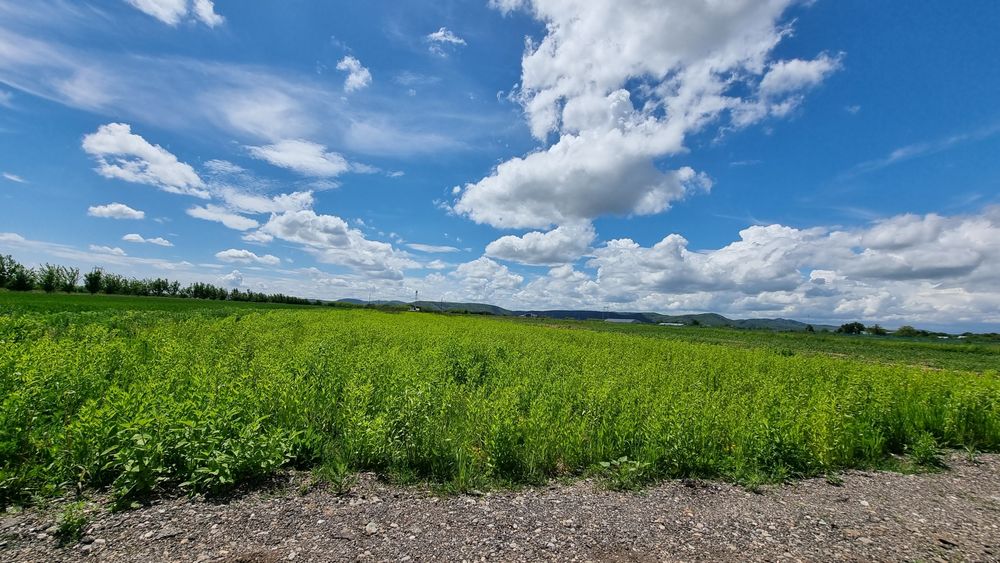 Teren de vanzare Urleta