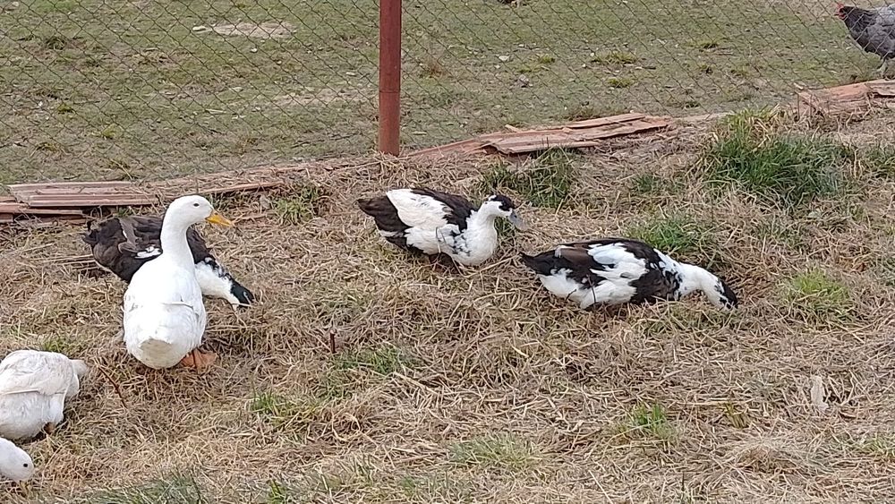 Vând rățoi rasa ouatoare