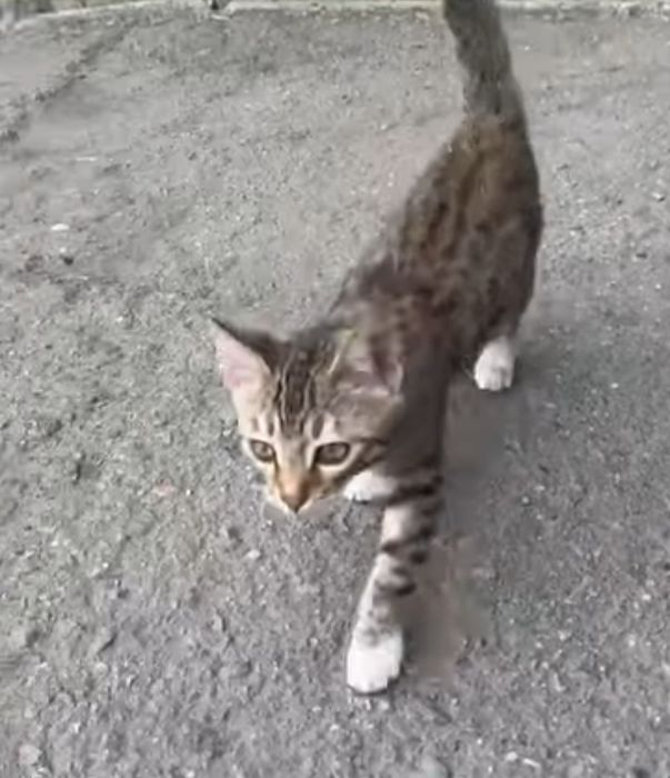 Отдам котенка, 3 мес.