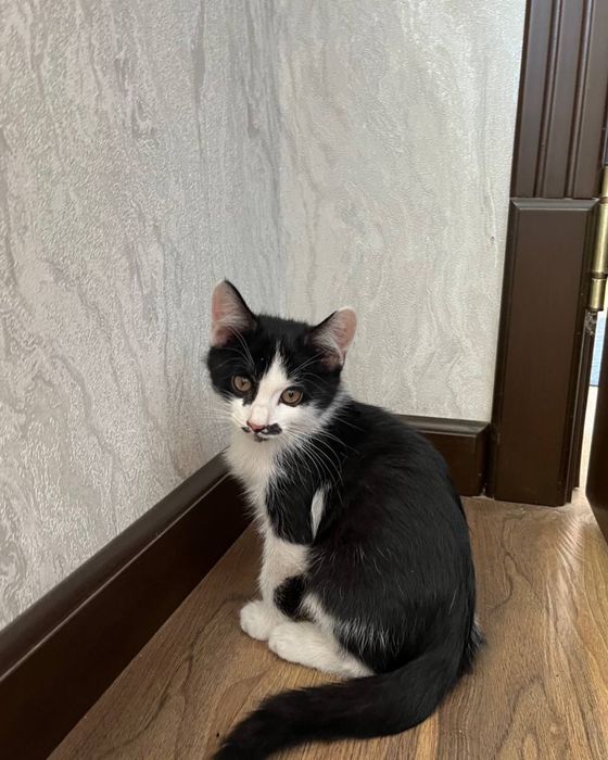 Отдаем милых котят в хорошие руки