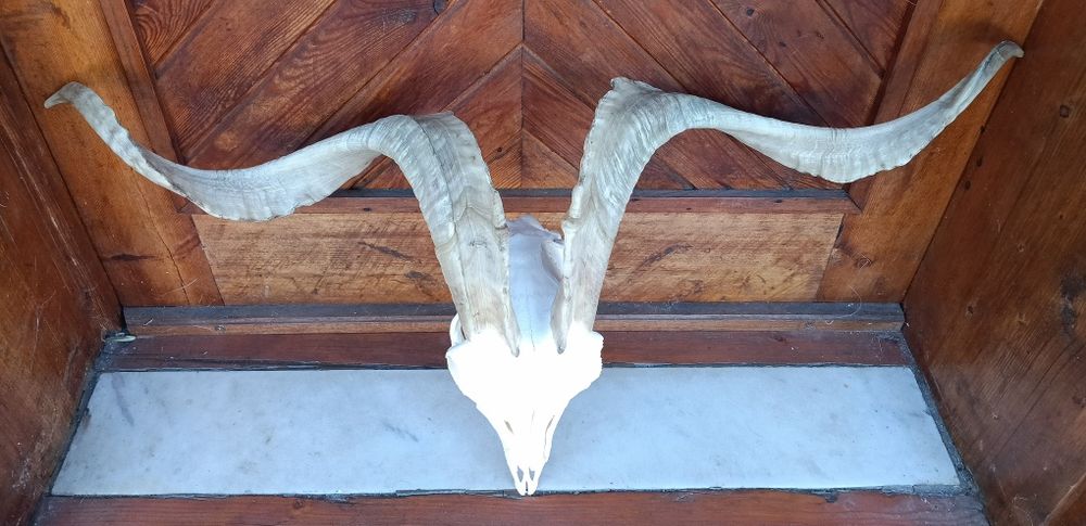 Череп с рога от пръч.Козел