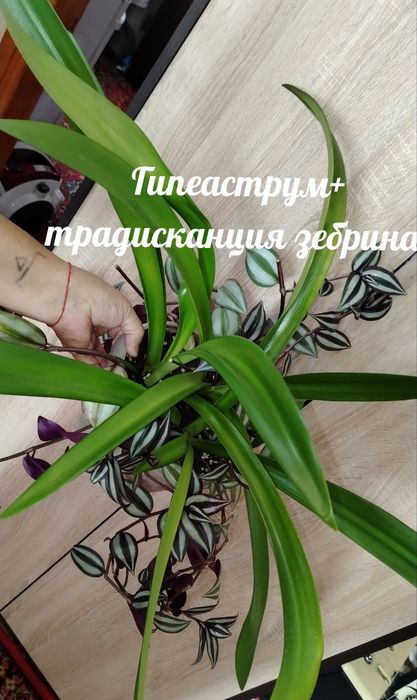Продам комнатные растения