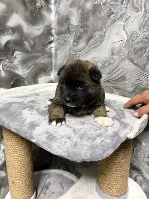 Американская Акита щенки