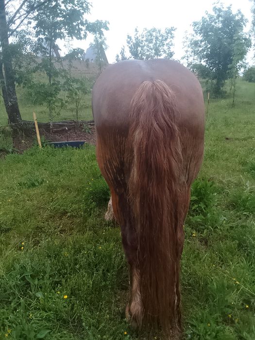 Vând iapă de 12 ani