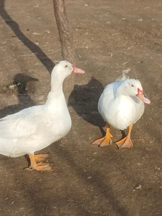 Продается утки самец