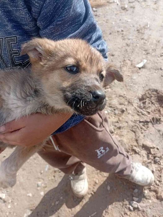 4 та кучукча хадияга