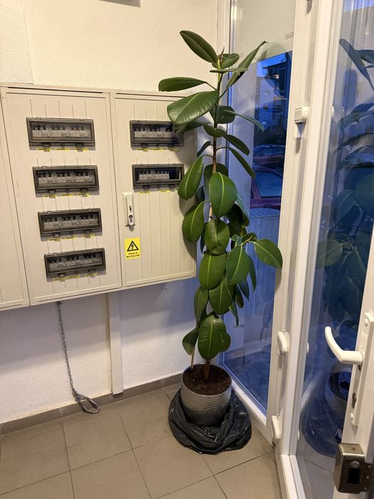 Planta ficus elastica