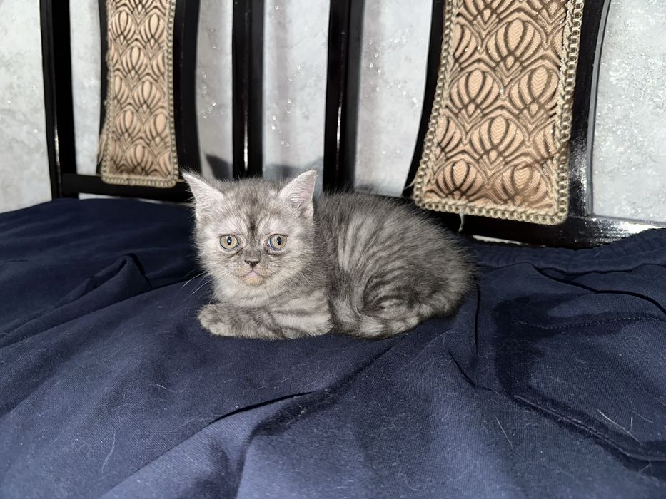 Шотландка чистокровная