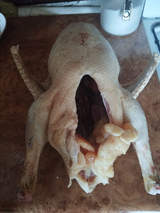 Продам домашнего гуся!
