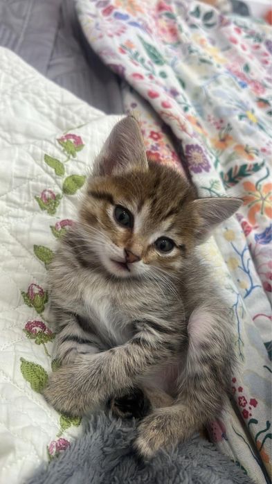 Котятам и кошке нужен дом.