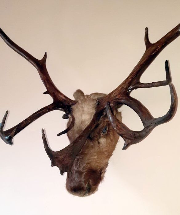 Рога от северен елен