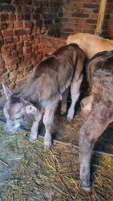 Vând 6 viței de monta