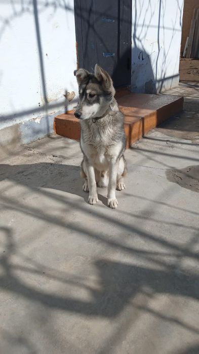 Продаю щенок. Kuchik sotiladi.