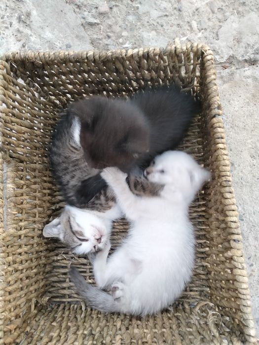 Котята отдам в добрые руки