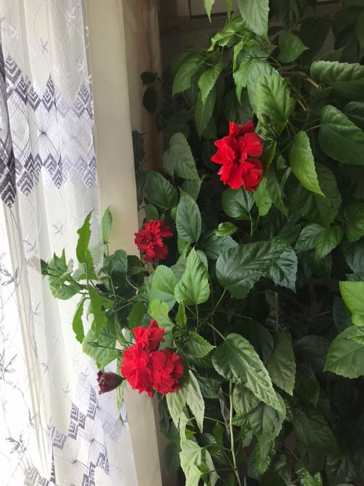 Цветок китайская роза