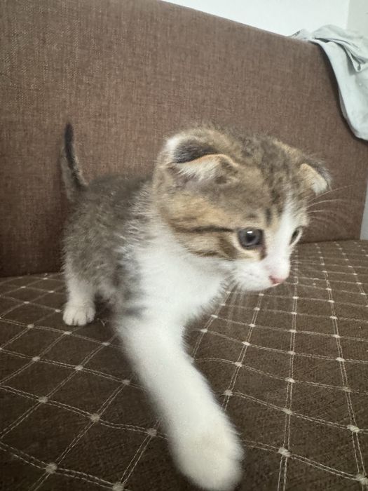 Продам срочно котенка