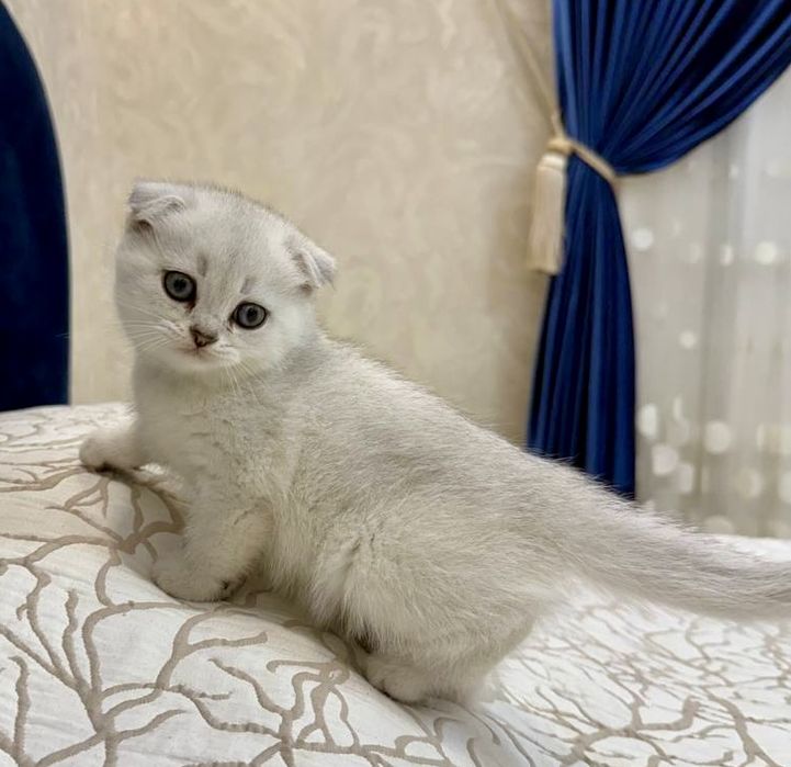 Скотиш фолд серебристая шиншила