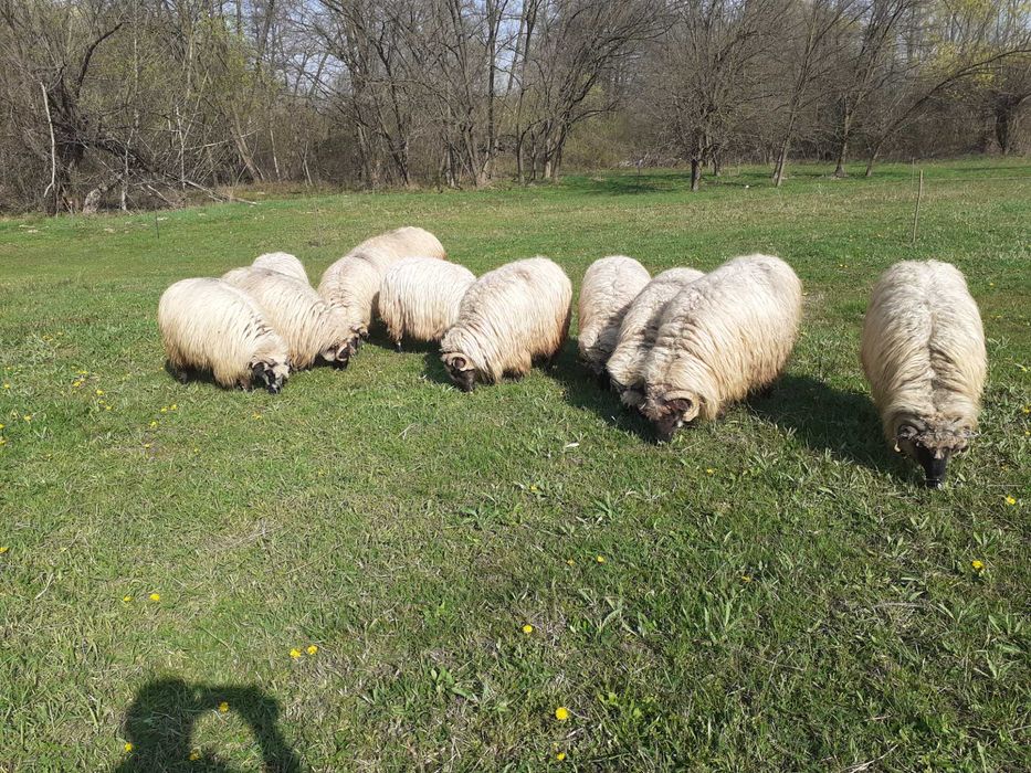 Oi bucălăi de vânzare