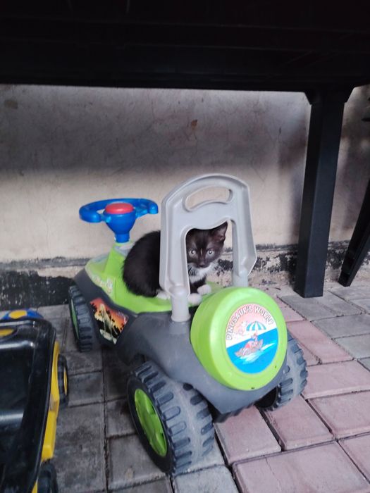 Котята бесплатно, ищут дом