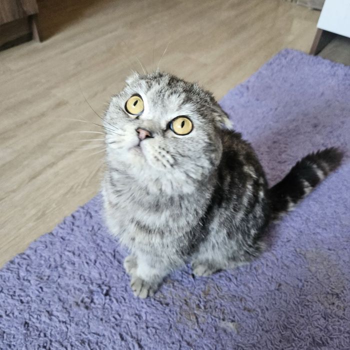 Кот Бонифаций ищет дом! Ташкент!