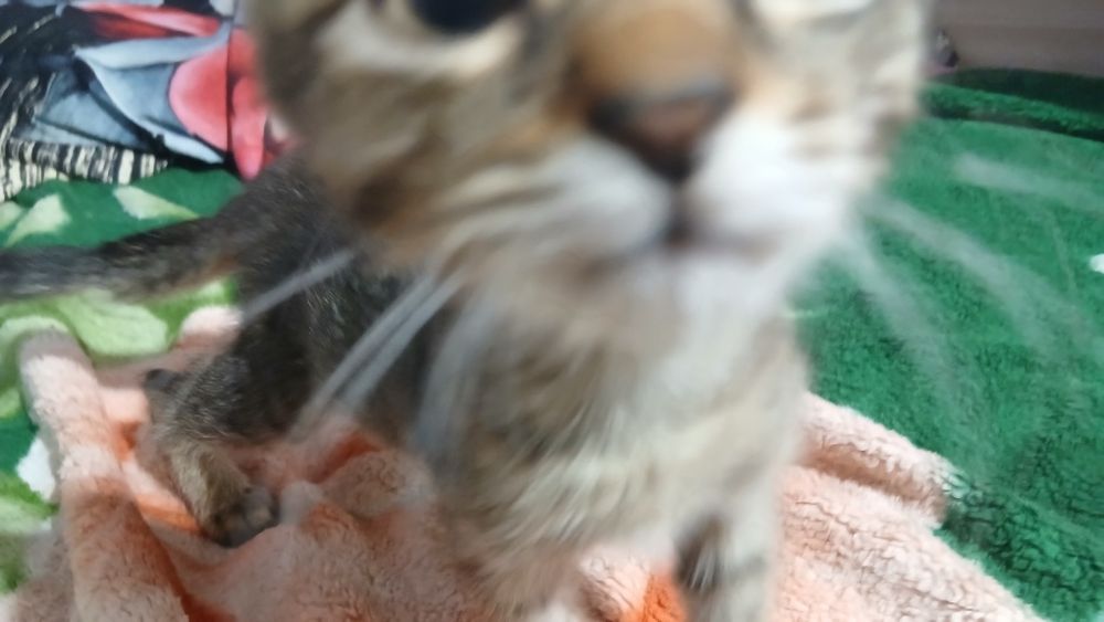 котенок маленький