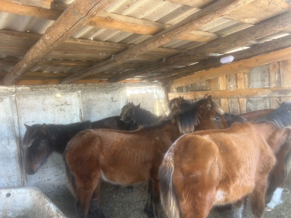 Продам оптом жабагы