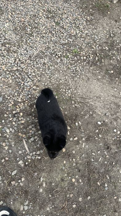 Продам щенок от лайки