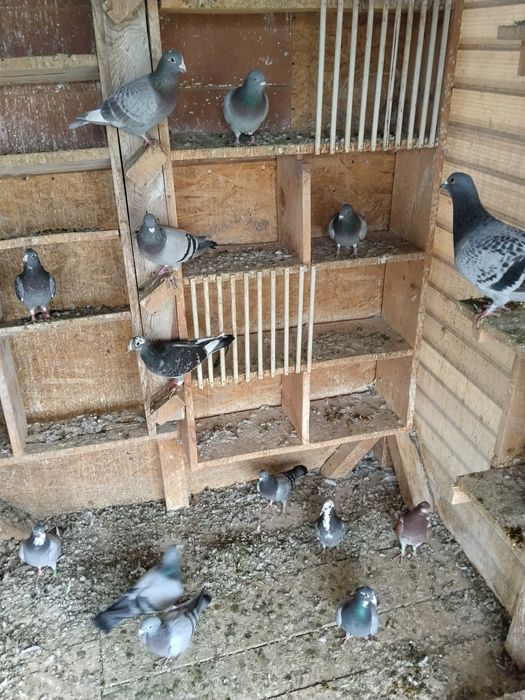 Porumbei voiajori de vanzare