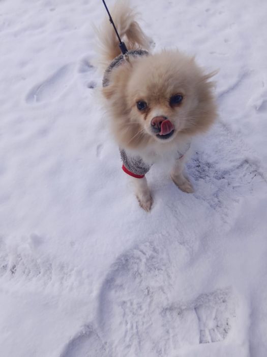 Шпиц девочка 5 месяцев есть документы