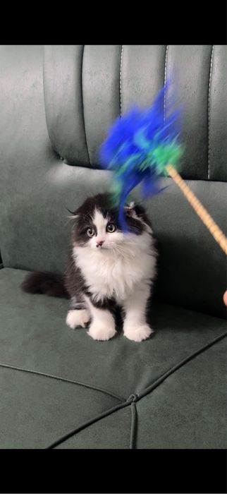 Скотиш фолд 2 месяца девочка