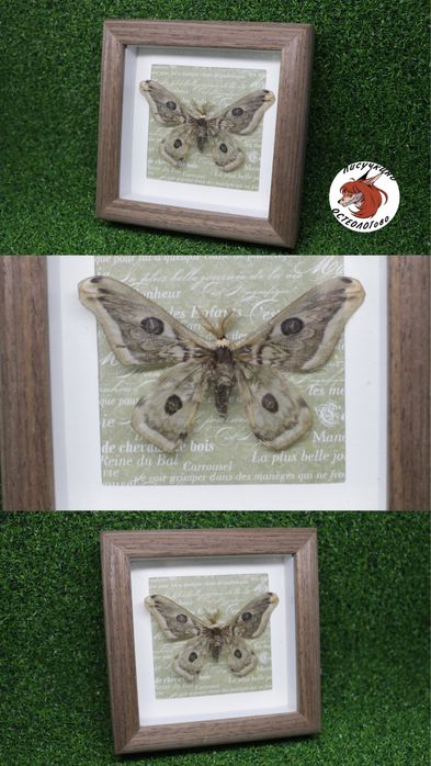 Бабочки в рамке оформленные