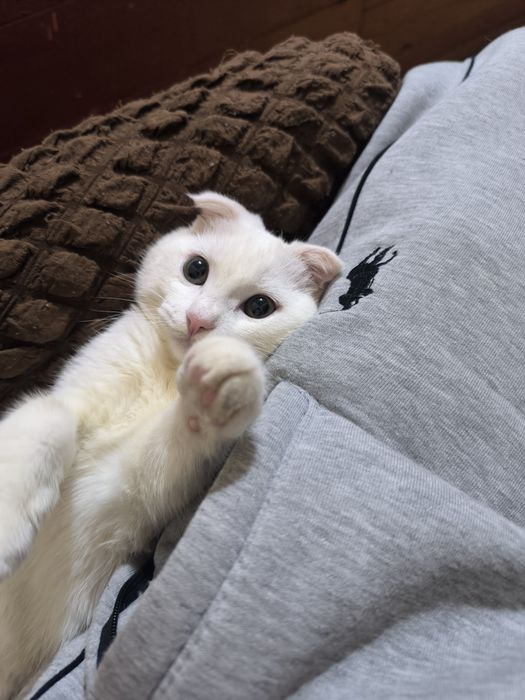 Милый котёнок ищет нового хозяина