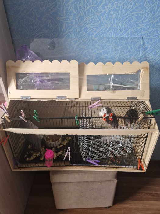 Отдам крыс бесплатно вместе с клеткой