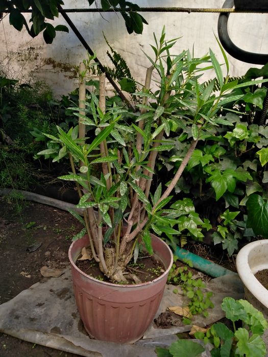 Продаётся Олеандр розовый