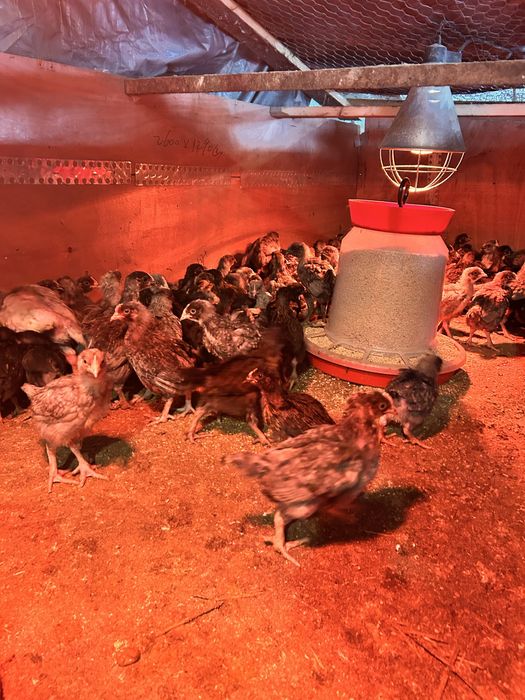 Vand puicute ouatoare 7 saptamani