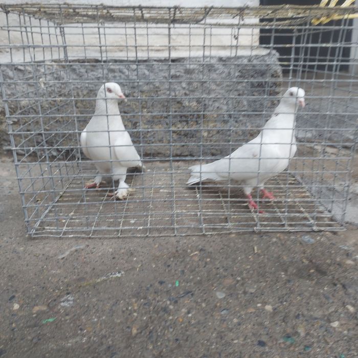 Гулбадам лет с игрой  летные