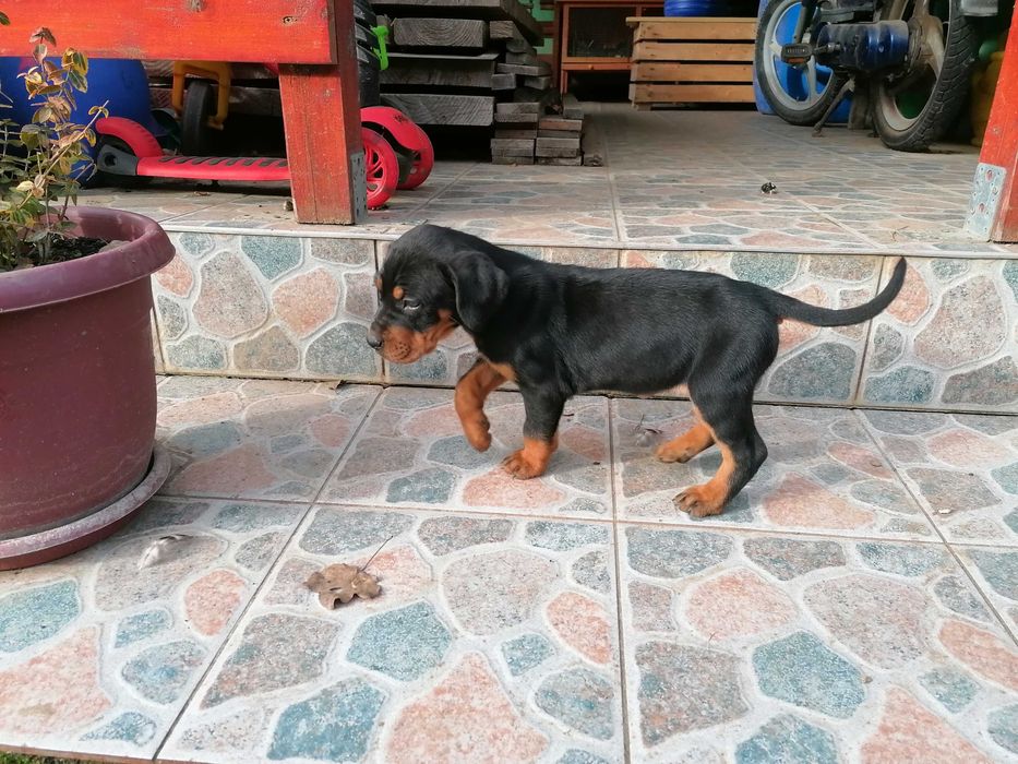 Femela copoi ardelenesc