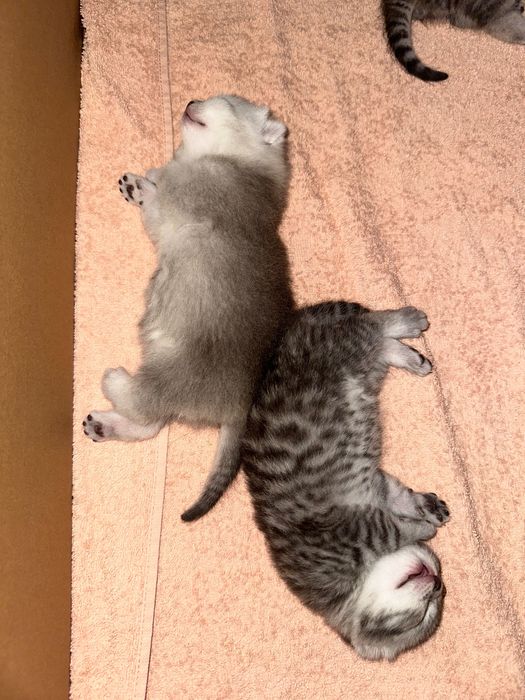 Котята вислоухие шотландцы