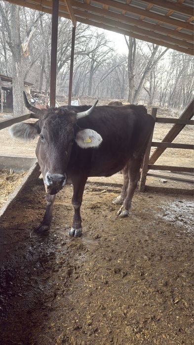 Корова, КРС, телки