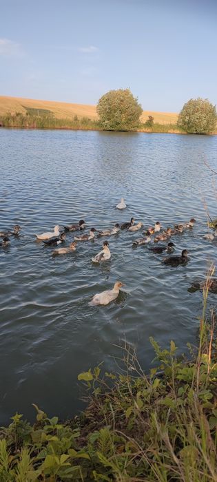 Rate și boboci de vânzare .