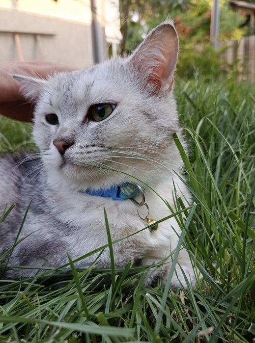 Продам кота (Британский,серая шиншилла)