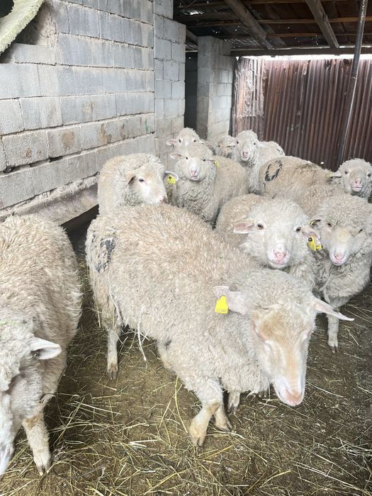 Тоқтылар сатылады семіз