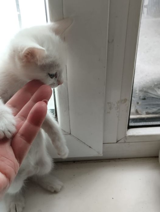 Отдам котят в добрые руки