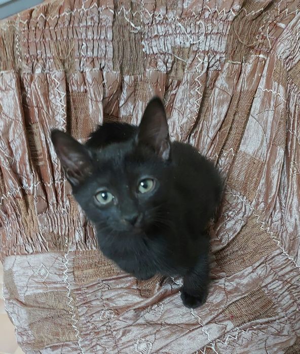 Котята 3мес мальчики