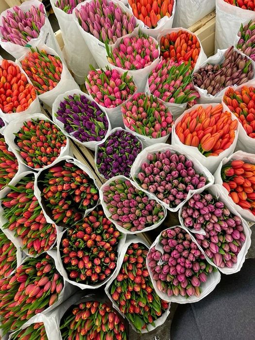 Голландиялық люкс тюльпандар